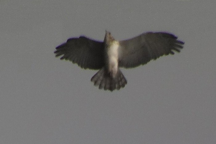 Short-toed Eagle