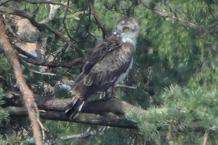 Short-toed Eagle