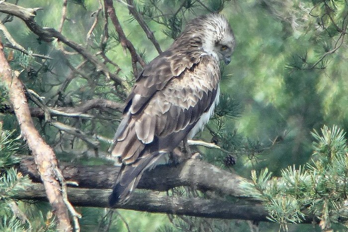 Short-toed Eagle