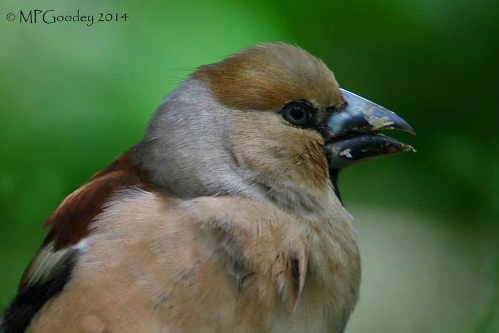 Hawfinch