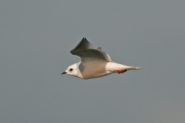 Ross's Gull