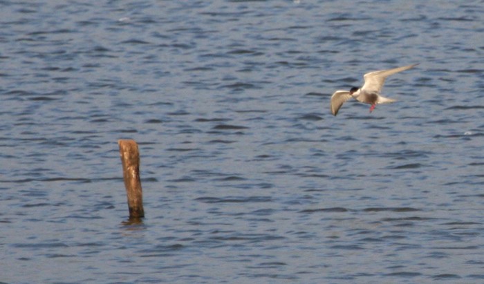 Whiskered Tern