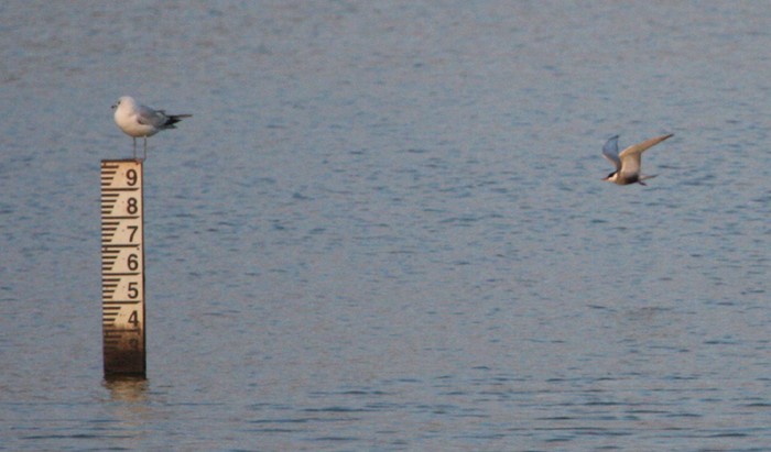 Whiskered Tern