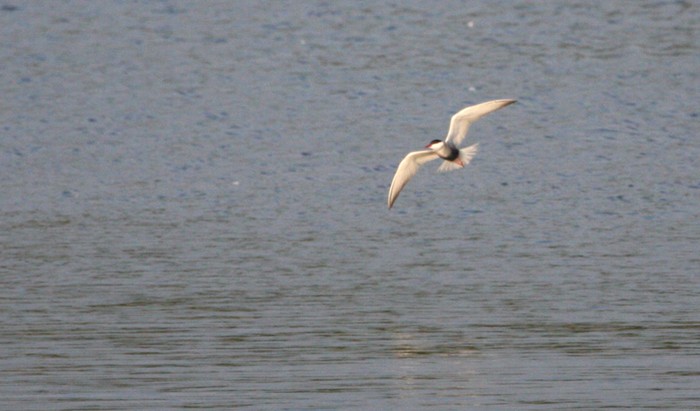 Whiskered Tern