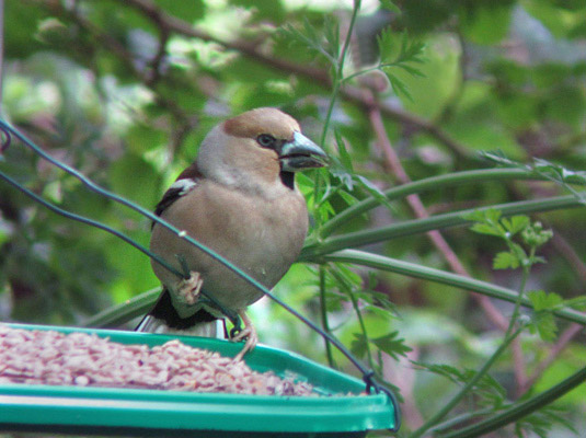 Hawfinch