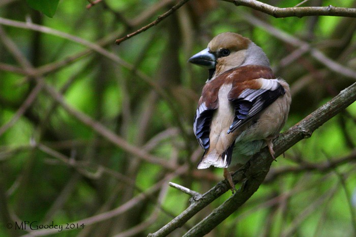 Hawfinch