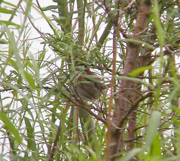 Rustic Bunting