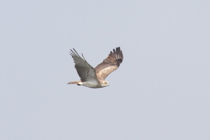 Short-toed Eagle