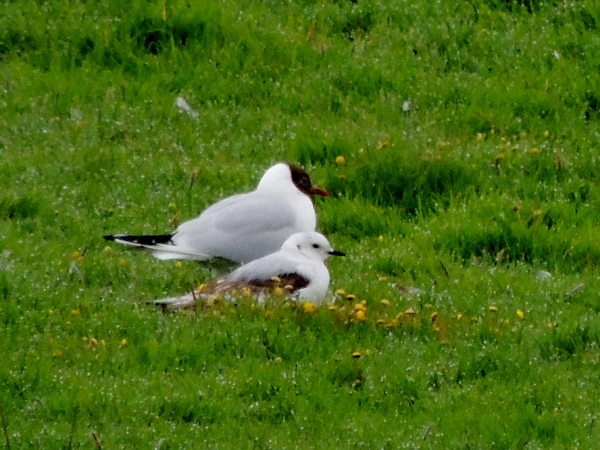 Ross's Gull