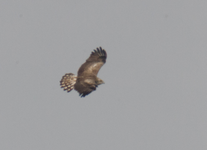 Short-toed Eagle