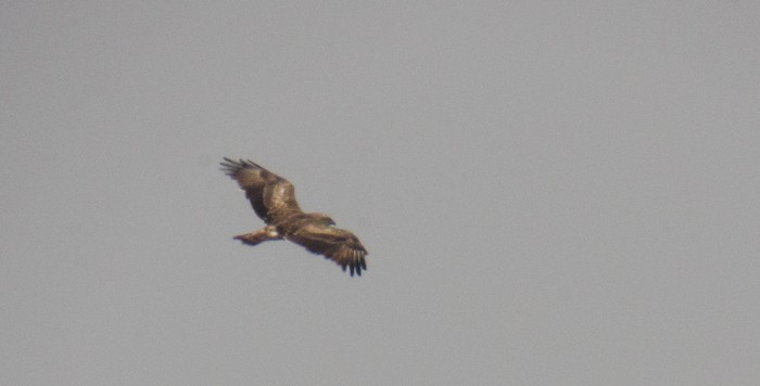 Short-toed Eagle