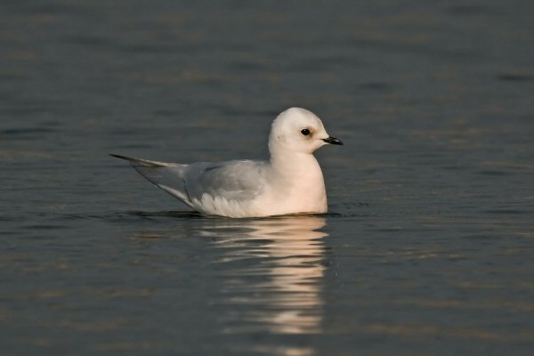 Ross's Gull
