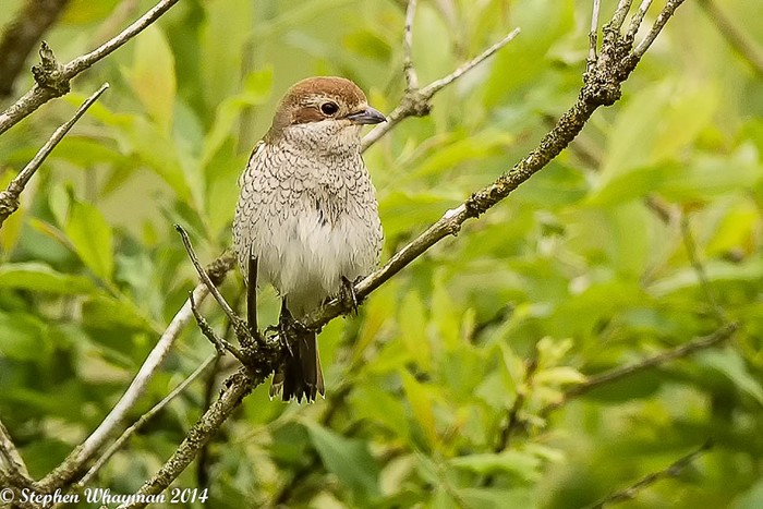 Red-backed Shrike