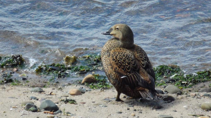 King Eider