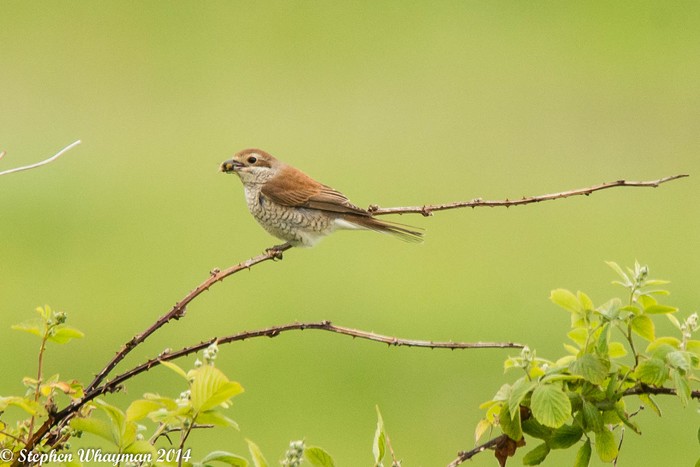 Red-backed Shrike