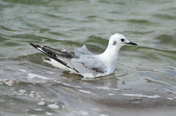 Bonaparte's Gull