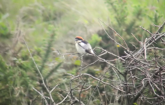 Woodchat Shrike