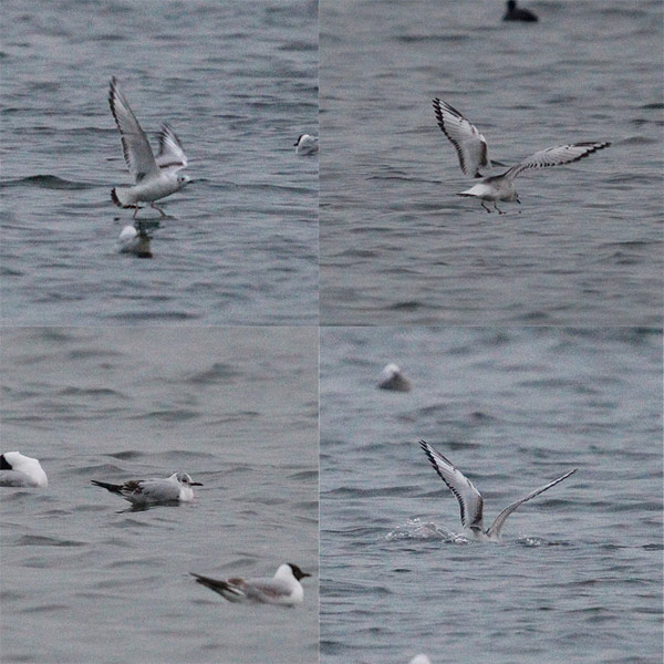 Bonaparte's Gull