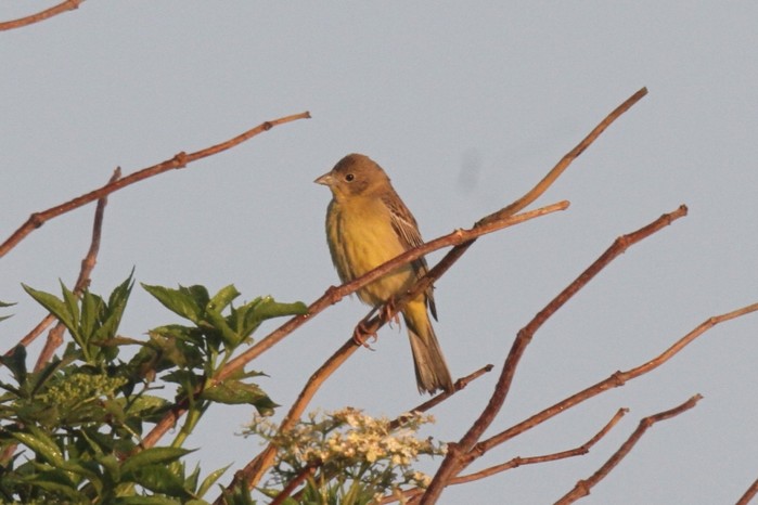 Black-headed Bunting
