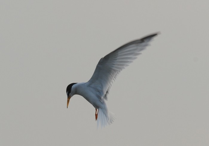 Little Tern