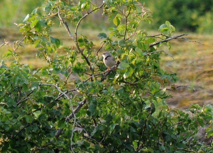 Spectacled Warbler