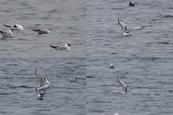 Bonaparte's Gull