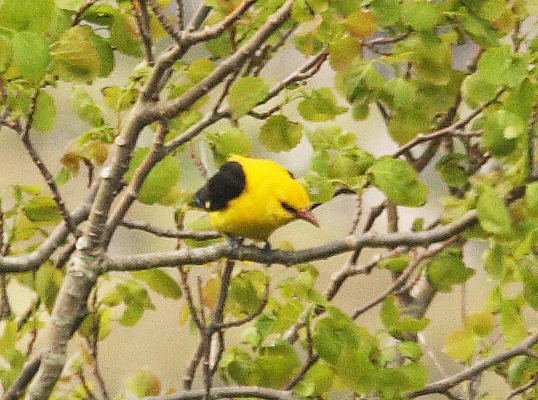 Golden Oriole