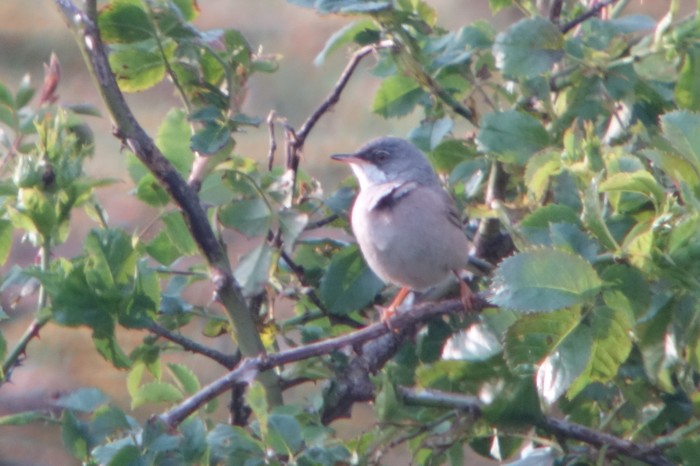 Spectacled Warbler
