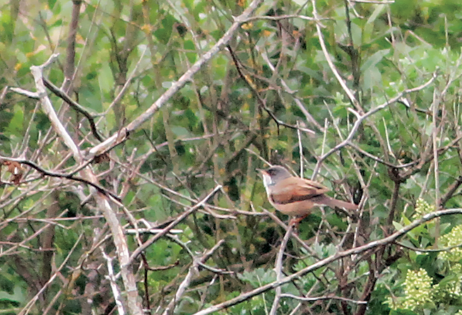Spectacled Warbler