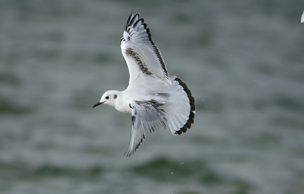 Bonaparte's Gull