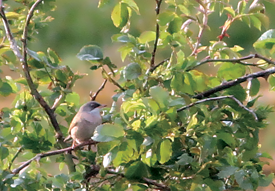 Spectacled Warbler