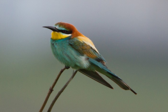 Bee-eater