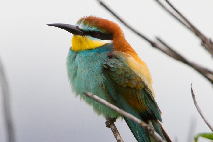 Bee-eater