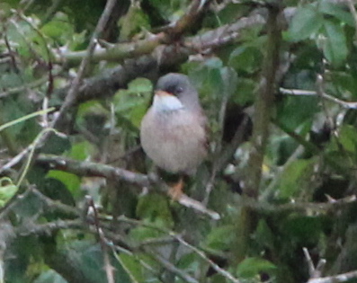 Spectacled Warbler