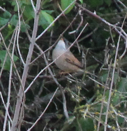 Spectacled Warbler