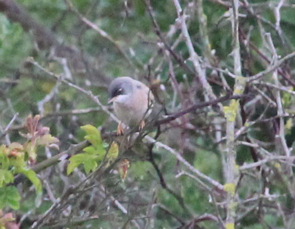Spectacled Warbler