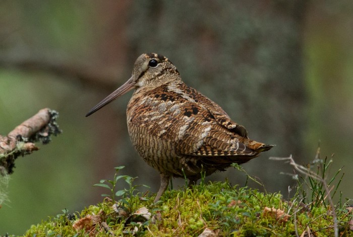Woodcock