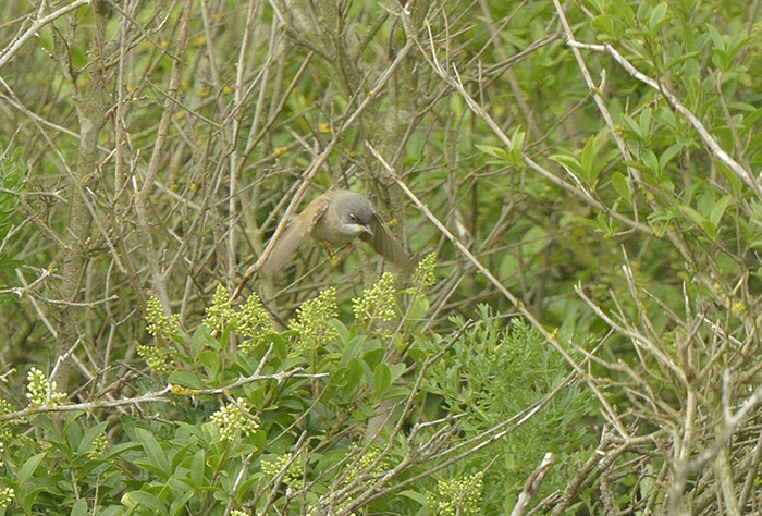Spectacled Warbler
