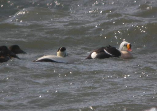 King Eider