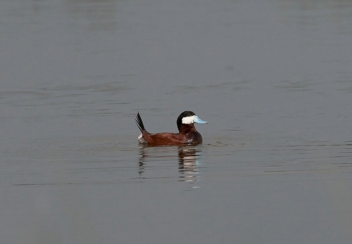 Ruddy Duck