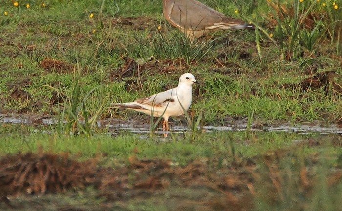 Ross's Gull