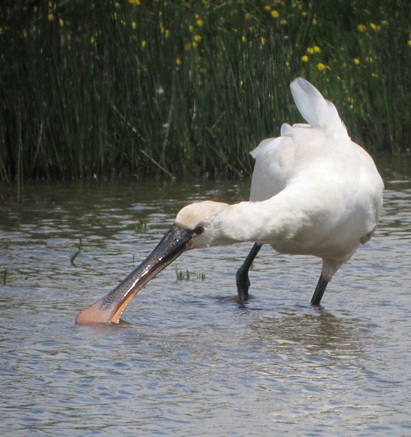 Spoonbill