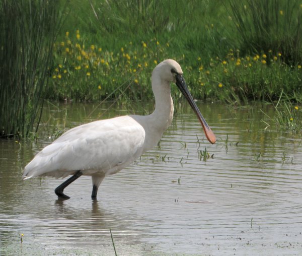 Spoonbill