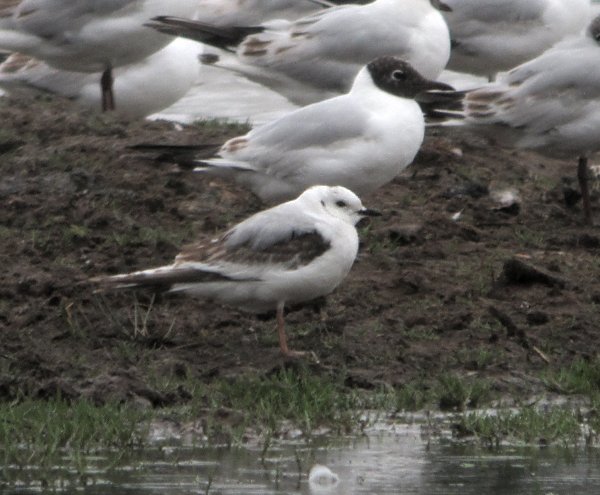 Ross's Gull