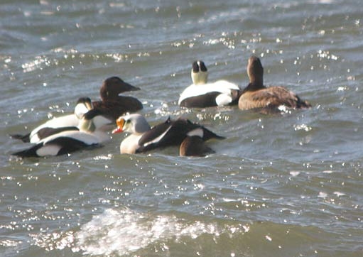 King Eider
