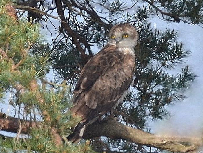 Short-toed Eagle