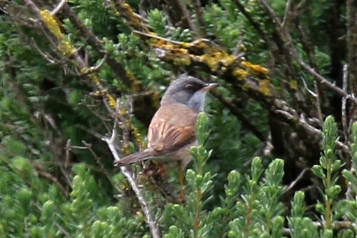 Spectacled Warbler