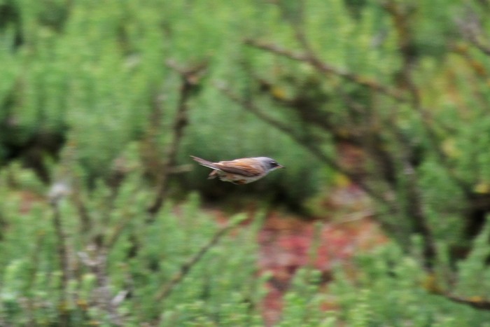Spectacled Warbler