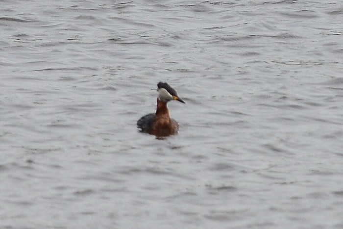 Red-necked Grebe