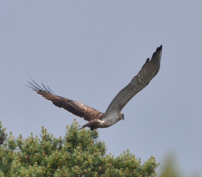 Short-toed Eagle